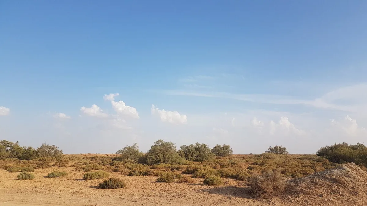Oasis